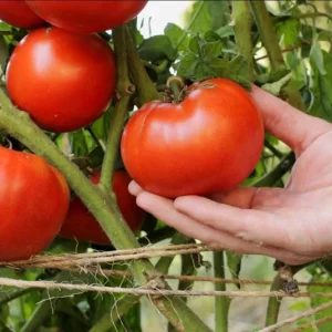 Set of 3 Beefsteak Tomato Live Plants, 4