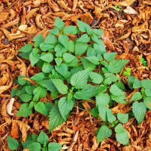 Set of 3 Stinging Nettle Bare Roots - Hardy Herb Plant for Outdoor Growing - Image 2