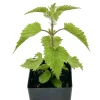Set of 3 Stinging Nettle Bare Roots - Hardy Herb Plant for Outdoor Growing - Image 1