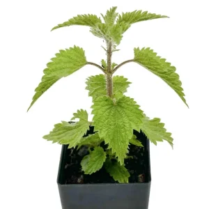 Set of 3 Stinging Nettle Bare Roots - Hardy Herb Plant for Outdoor Growing - Image 1