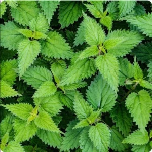 Set of 3 Stinging Nettle Bare Roots - Hardy Herb Plant for Outdoor Growing - Image 3