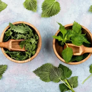 Set of 3 Stinging Nettle Bare Roots - Hardy Herb Plant for Outdoor Growing - Image 4