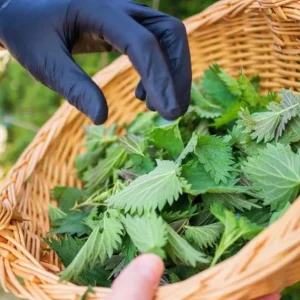 Set of 3 Stinging Nettle Bare Roots - Hardy Herb Plant for Outdoor Growing - Image 5