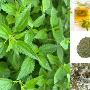 Set of 3 Stinging Nettle Bare Roots - Hardy Herb Plant for Outdoor Growing - Image 6