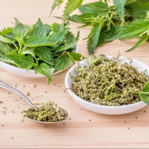 Set of 3 Stinging Nettle Bare Roots - Hardy Herb Plant for Outdoor Growing - Image 7