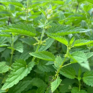 Set of 3 Stinging Nettle Bare Roots - Hardy Herb Plant for Outdoor Growing - Image 8