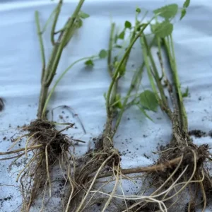 Set of 3 Stinging Nettle Bare Roots - Hardy Herb Plant for Outdoor Growing - Image 9