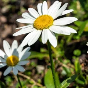 Shasta Daisy Lucille White Live Plant Plug - 1 Healthy Starter Plant, 1-3