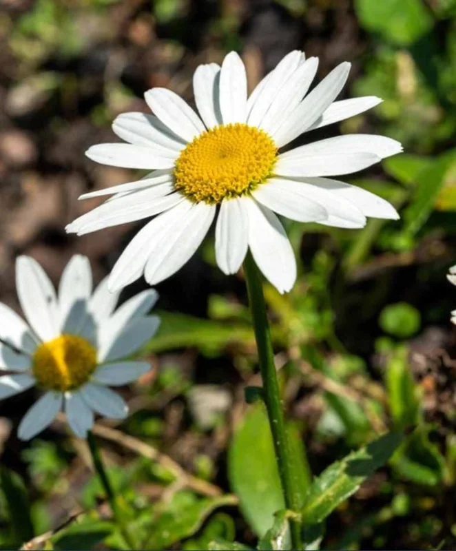 Shasta Daisy Lucille White Live Plant Plug - 1 Healthy Starter Plant, 1-3" Tall - Image 2