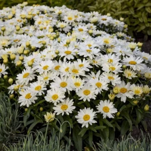 Shasta Daisy Lucille White Live Plant Plug - 1 Healthy Starter Plant, 1-3