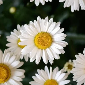 Shasta Daisy Lucille White Live Plant Plug - 1 Healthy Starter Plant, 1-3