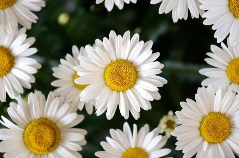 Shasta Daisy Lucille White Live Plant Plug - 1 Healthy Starter Plant, 1-3" Tall - Image 4