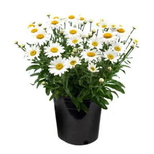 Shasta Daisy Lucille White Live Plant Plug - 1 Healthy Starter Plant, 1-3