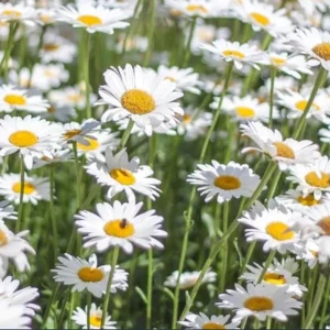 Shasta Daisy Lucille White Live Plant Plug - 1 Healthy Starter Plant, 1-3