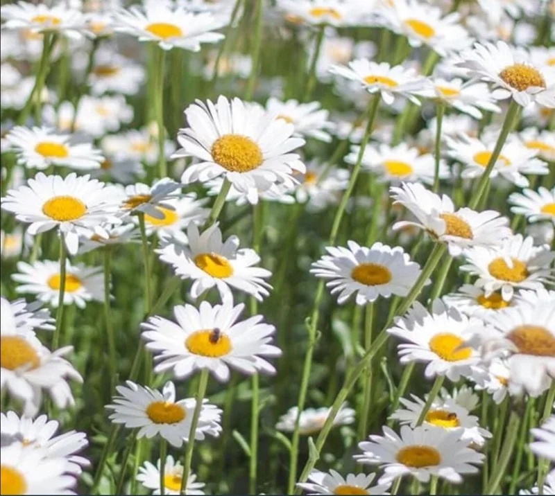 Shasta Daisy Lucille White Live Plant Plug - 1 Healthy Starter Plant, 1-3" Tall - Image 5