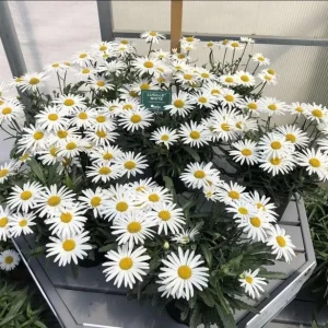 Shasta Daisy Lucille White Live Plant Plug - 1 Healthy Starter Plant, 1-3