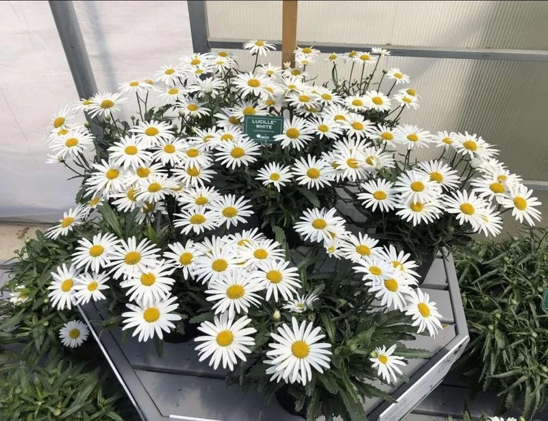 Shasta Daisy Lucille White Live Plant Plug - 1 Healthy Starter Plant, 1-3" Tall - Image 6