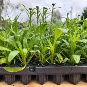 Shasta Daisy Lucille White Live Plant Plug - 1 Healthy Starter Plant, 1-3