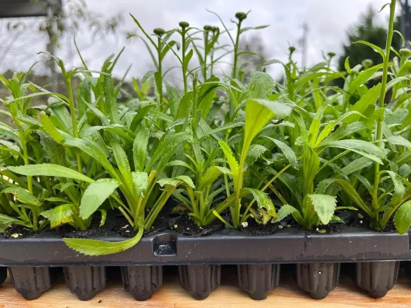 Shasta Daisy Lucille White Live Plant Plug - 1 Healthy Starter Plant, 1-3" Tall - Image 7