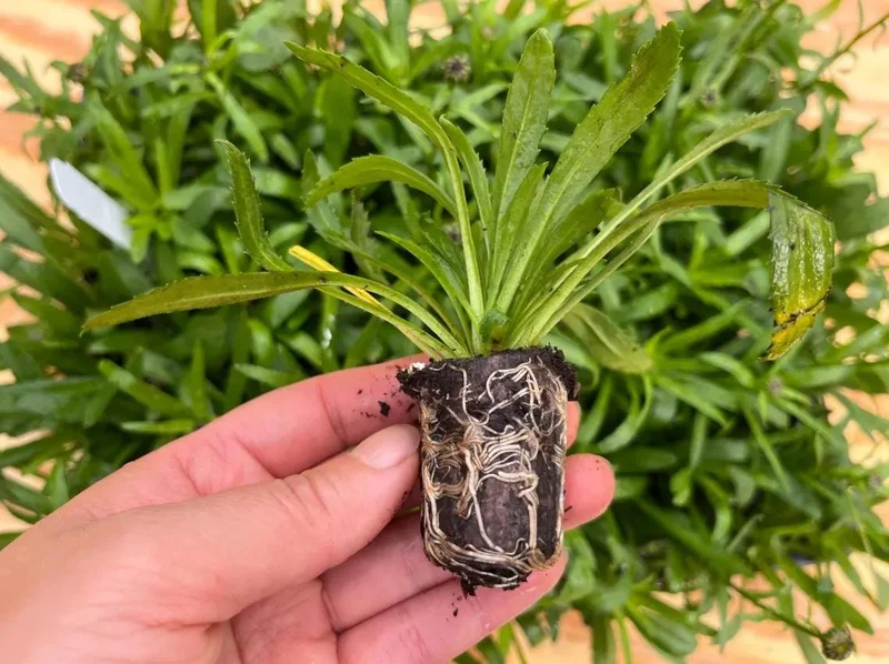 Shasta Daisy Lucille White Live Plant Plug - 1 Healthy Starter Plant, 1-3" Tall - Image 8