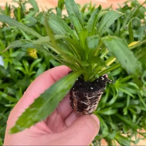 Shasta Daisy Lucille White Live Plant Plug - 1 Healthy Starter Plant, 1-3