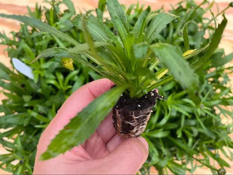 Shasta Daisy Lucille White Live Plant Plug - 1 Healthy Starter Plant, 1-3" Tall - Image 9