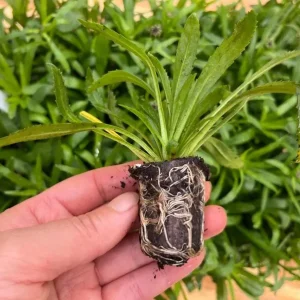 Shasta Daisy Realflor Real Charmer Live Plant - 1 Plug, 1-3