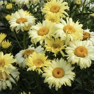 Shasta Daisy Realflor Real Charmer Live Plant - 1 Plug, 1-3