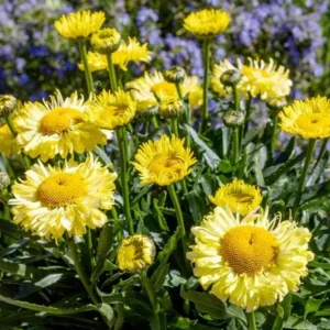 Shasta Daisy Realflor Real Charmer Live Plant - 1 Plug, 1-3