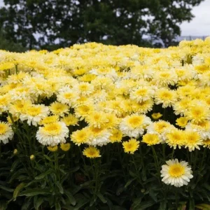 Shasta Daisy Realflor Real Charmer Live Plant - 1 Plug, 1-3