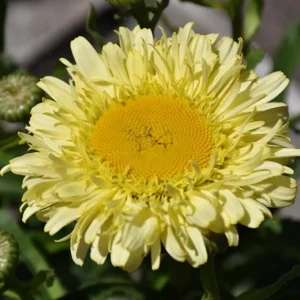 Shasta Daisy Realflor Real Charmer Live Plant - 1 Plug, 1-3