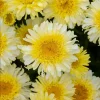 Shasta Daisy Realflor Real Charmer Live Plant - 1 Plug, 1-3" Tall, Perennial Flower - Image 1