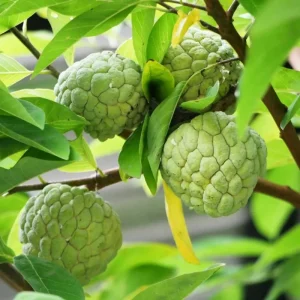 Sugar Apple Live Plant - Tropical Sweetsop Fruit Tree, 4-6 Inch Tall, 3 Inch Pot - Image 2