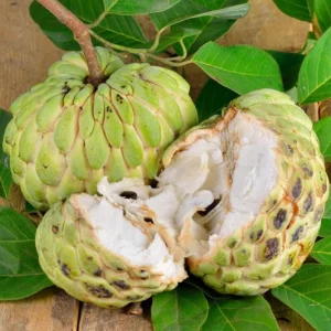 Sugar Apple Live Plant - Tropical Sweetsop Fruit Tree, 4-6 Inch Tall, 3 Inch Pot - Image 3