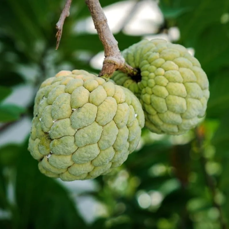 Sugar Apple Live Plant - Tropical Sweetsop Fruit Tree, 4-6 Inch Tall, 3 Inch Pot - Image 4