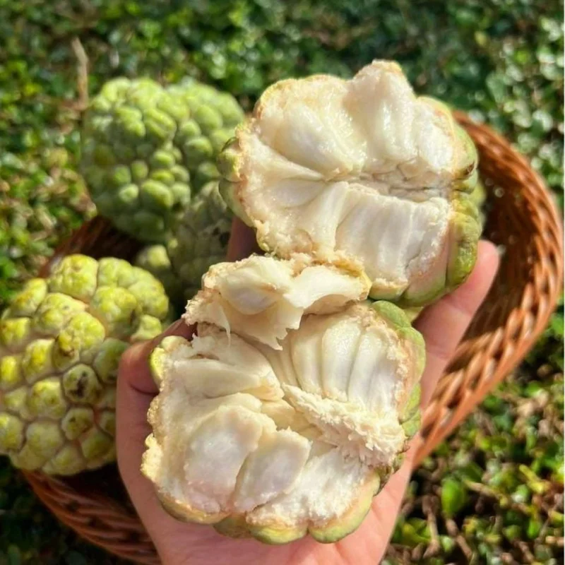 Sugar Apple Live Plant - Tropical Sweetsop Fruit Tree, 4-6 Inch Tall, 3 Inch Pot - Image 6