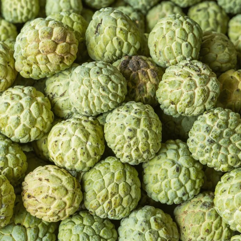 Sugar Apple Live Plant - Tropical Sweetsop Fruit Tree, 4-6 Inch Tall, 3 Inch Pot - Image 7