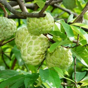 Sugar Apple Live Plant - Tropical Sweetsop Fruit Tree, 4-6 Inch Tall, 3 Inch Pot - Image 8