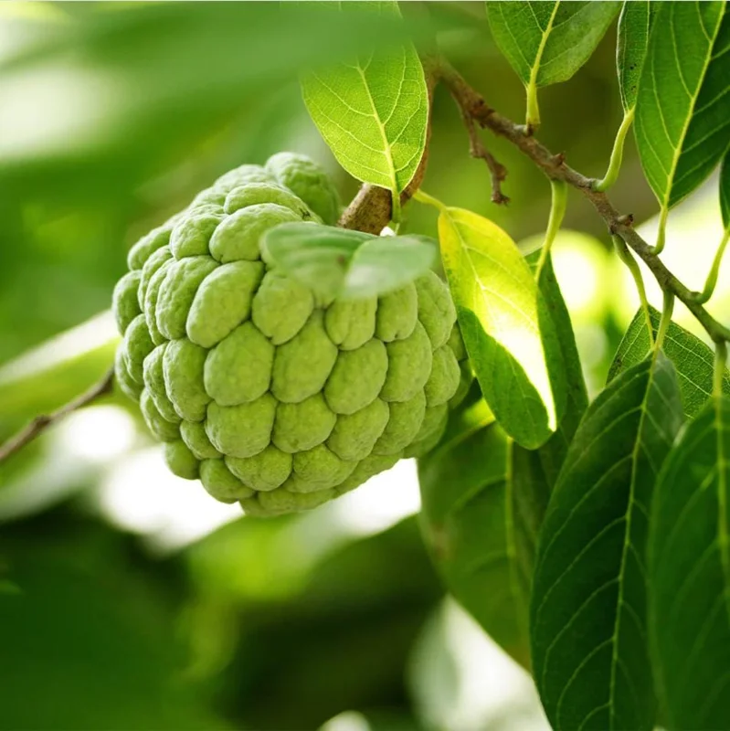 Sugar Apple Live Plant - Tropical Sweetsop Fruit Tree, 4-6 Inch Tall, 3 Inch Pot - Image 9