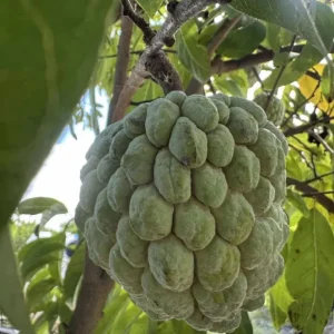 Sugar Apple Live Tree - Annona Squamosa Grafted Fruit Tree 3-4 Ft Tall in 5 Gal Pot - Image 2