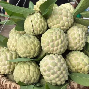 Sugar Apple Live Tree - Annona Squamosa Grafted Fruit Tree 3-4 Ft Tall in 5 Gal Pot - Image 3