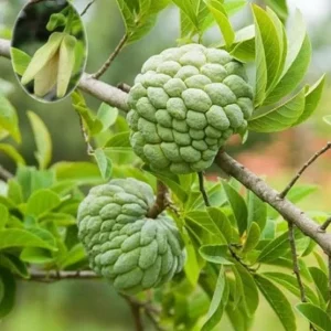 Sugar Apple Live Tree - Annona Squamosa Grafted Fruit Tree 3-4 Ft Tall in 5 Gal Pot - Image 5