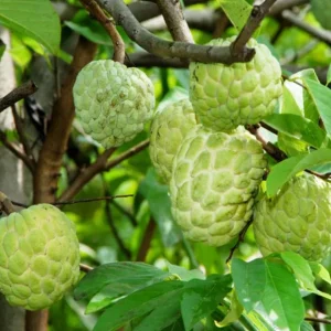 Sugar Apple Live Tree - Annona Squamosa Grafted Fruit Tree 3-4 Ft Tall in 5 Gal Pot - Image 6
