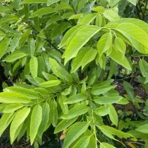 Sugar Apple Live Tree - Annona Squamosa Grafted Fruit Tree 3-4 Ft Tall in 5 Gal Pot - Image 8