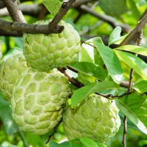 Sugar Apple Live Tree - Annona Squamosa Grafted Fruit Tree 3-4 Ft Tall in 5 Gal Pot - Image 1