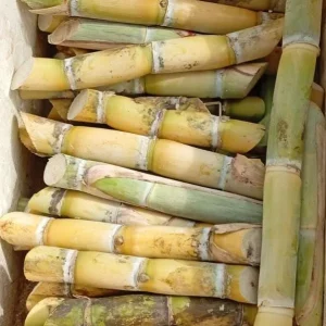 Sugarcane Plant Cuttings - Yellow & Purple, 20 Pieces, 1-2 ft Long, Live Plant - Image 2