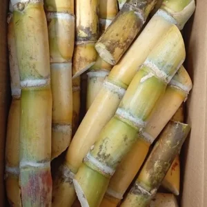 Sugarcane Plant Cuttings - Yellow & Purple, 20 Pieces, 1-2 ft Long, Live Plant - Image 4