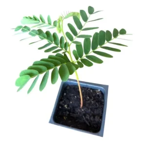 Tamarind Live Starter Plant - 4 Inch Pot, Fruit Tree Seedling - Image 10