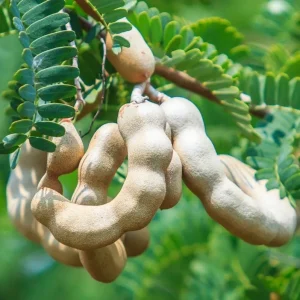 Tamarind Live Starter Plant - 4 Inch Pot, Fruit Tree Seedling - Image 3