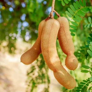 Tamarind Live Starter Plant - 4 Inch Pot, Fruit Tree Seedling - Image 4